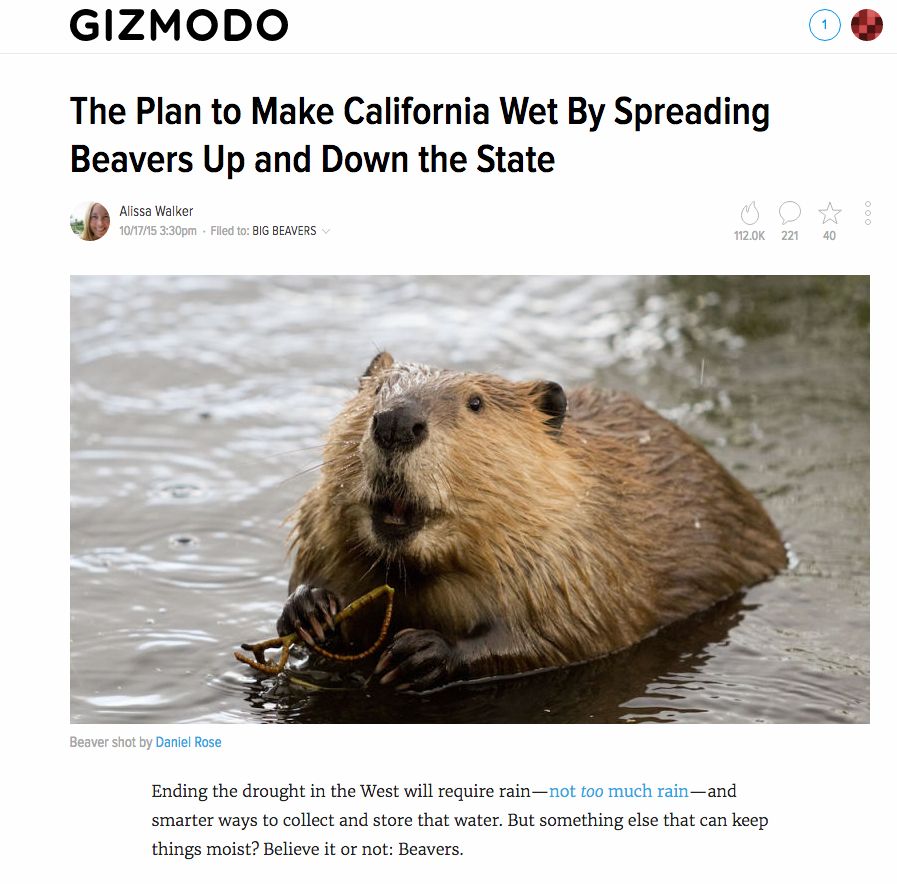 random pic beaver food - Gizmodo The Plan to Make California Wet By Spreading Beavers Up and Down the State Alissa Walker 101715 pm. Filed to Big Beavers 221 40 Beaver shot by Daniel Rose Ending the drought in the West will require rainnot too much rainan