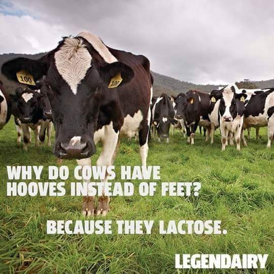 do cows have hooves instead of feet - Why Do Cows Have Hooves Instead Of Feet? Because They Lactose. Legendairy Wante