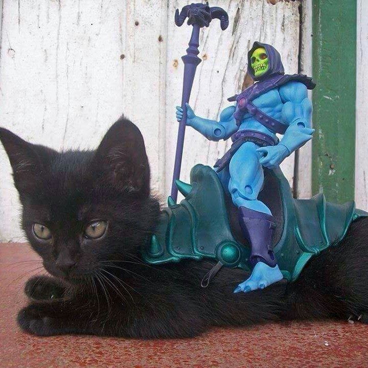 random pic skeletor cat