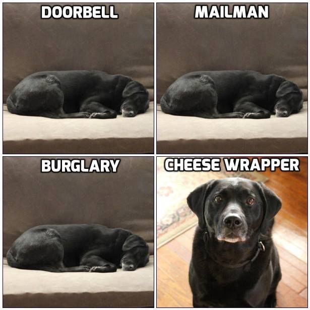 random pic dog cheese wrapper meme - Doorbell Mailman Burglary Cheese Wrapper