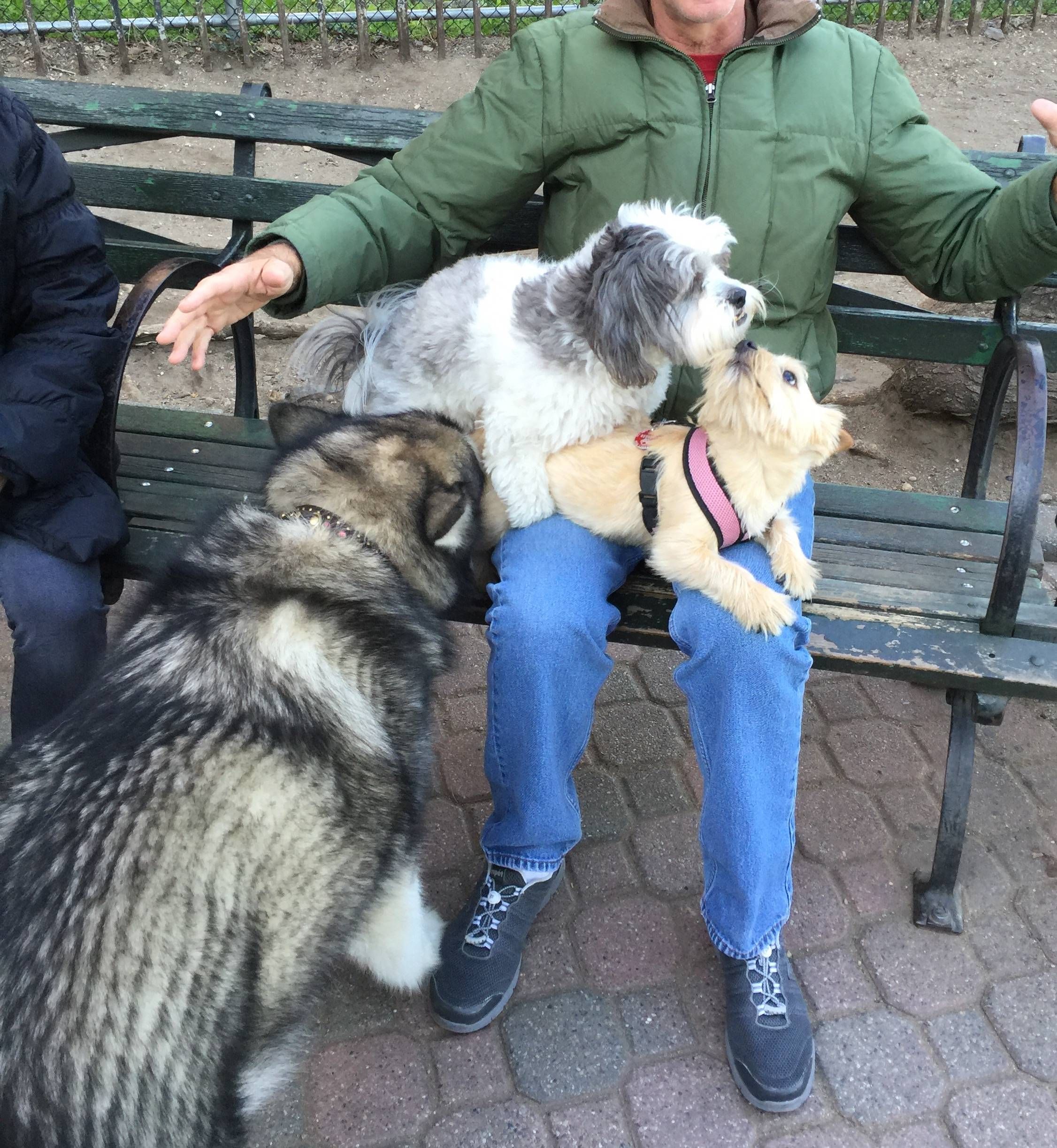 random pic alaskan malamute