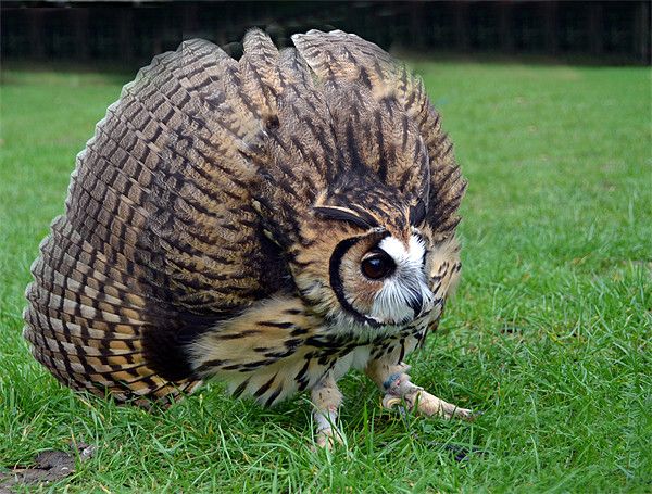 random pic peruvian striped owl