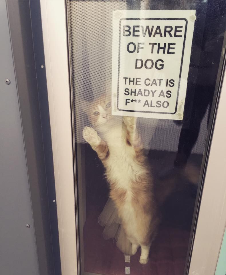 funny cat signs - Beware Of The Dog The Cat Is Shady As F Also