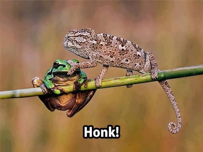 chameleon frog honk - Honk!