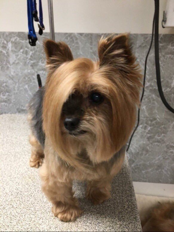 want to speak to the manager dog
