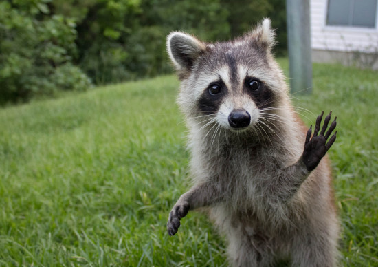 What could be cuter than raccoons