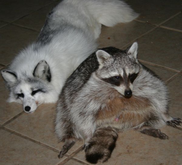 What could be cuter than raccoons