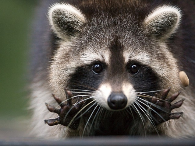 What could be cuter than raccoons