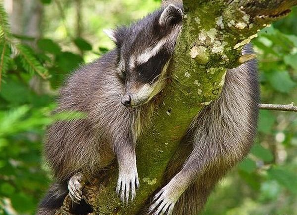 What could be cuter than raccoons