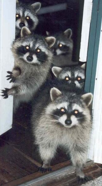 What could be cuter than raccoons