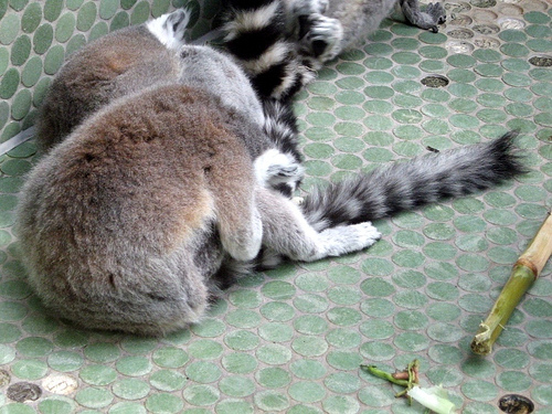 What could be cuter than raccoons