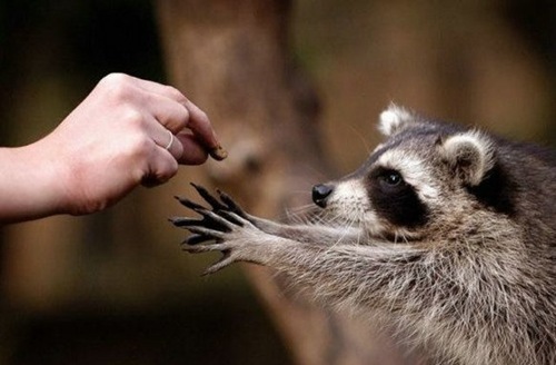 What could be cuter than raccoons