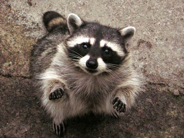 What could be cuter than raccoons