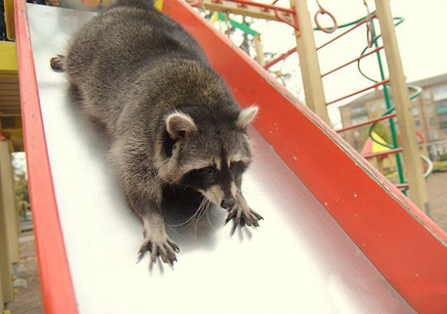 What could be cuter than raccoons