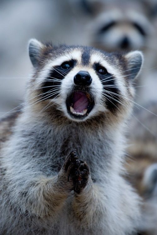 What could be cuter than raccoons