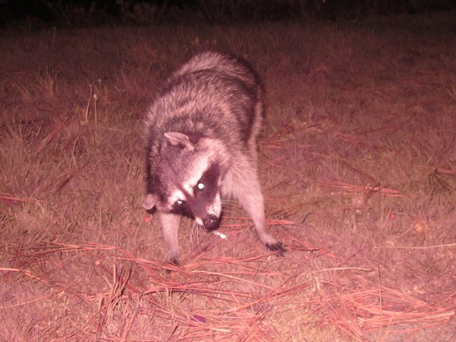 What could be cuter than raccoons