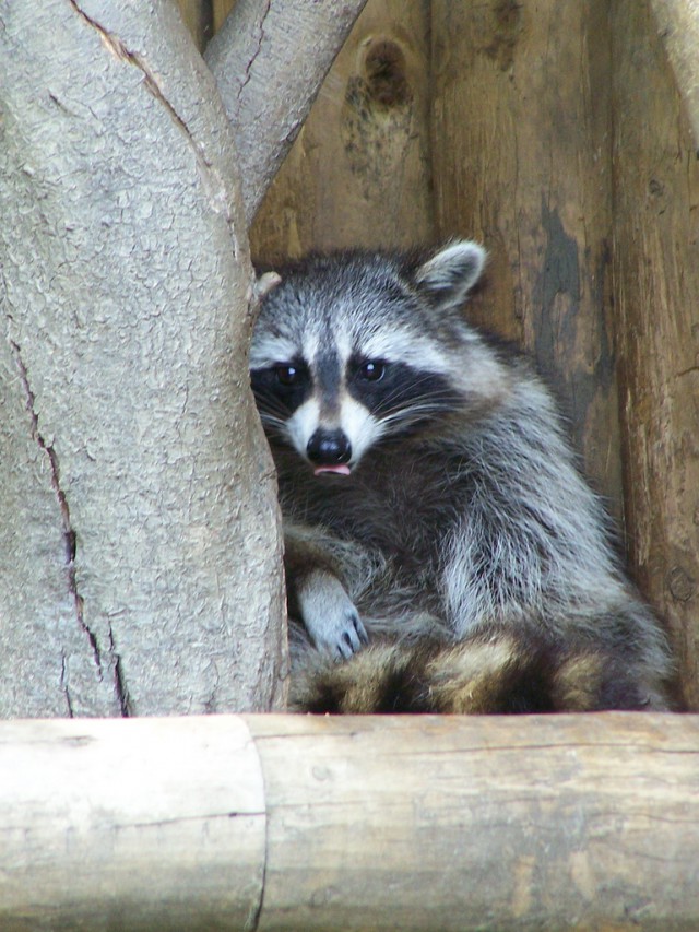 What could be cuter than raccoons