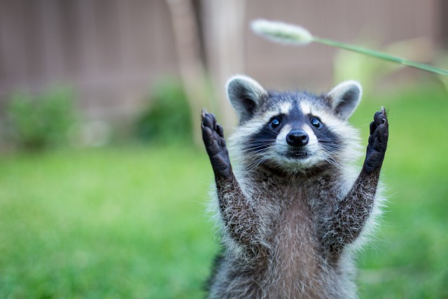 What could be cuter than raccoons