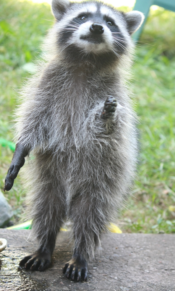 What could be cuter than raccoons