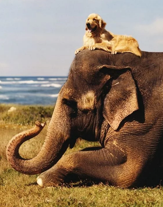 random pic golden retriever and elephant