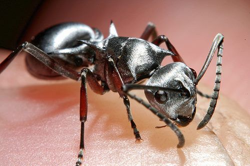 random pic saharan silver ant