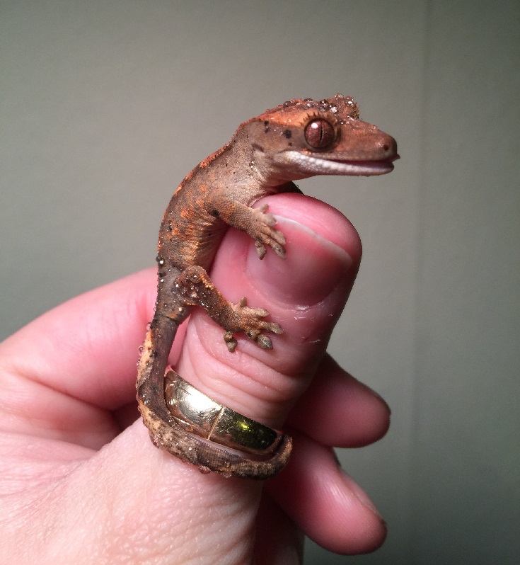 random pic baby eyelash crested gecko