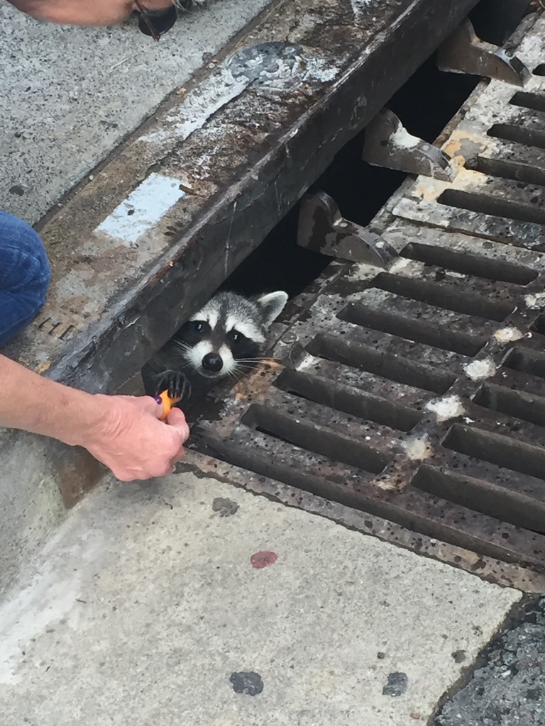 random pic cheeto raccoon