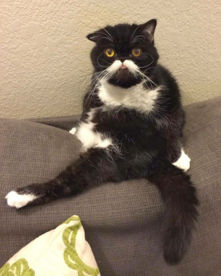 random pic mustache cat