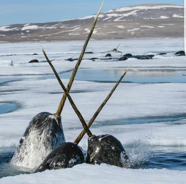 random pic national geographic narwhal