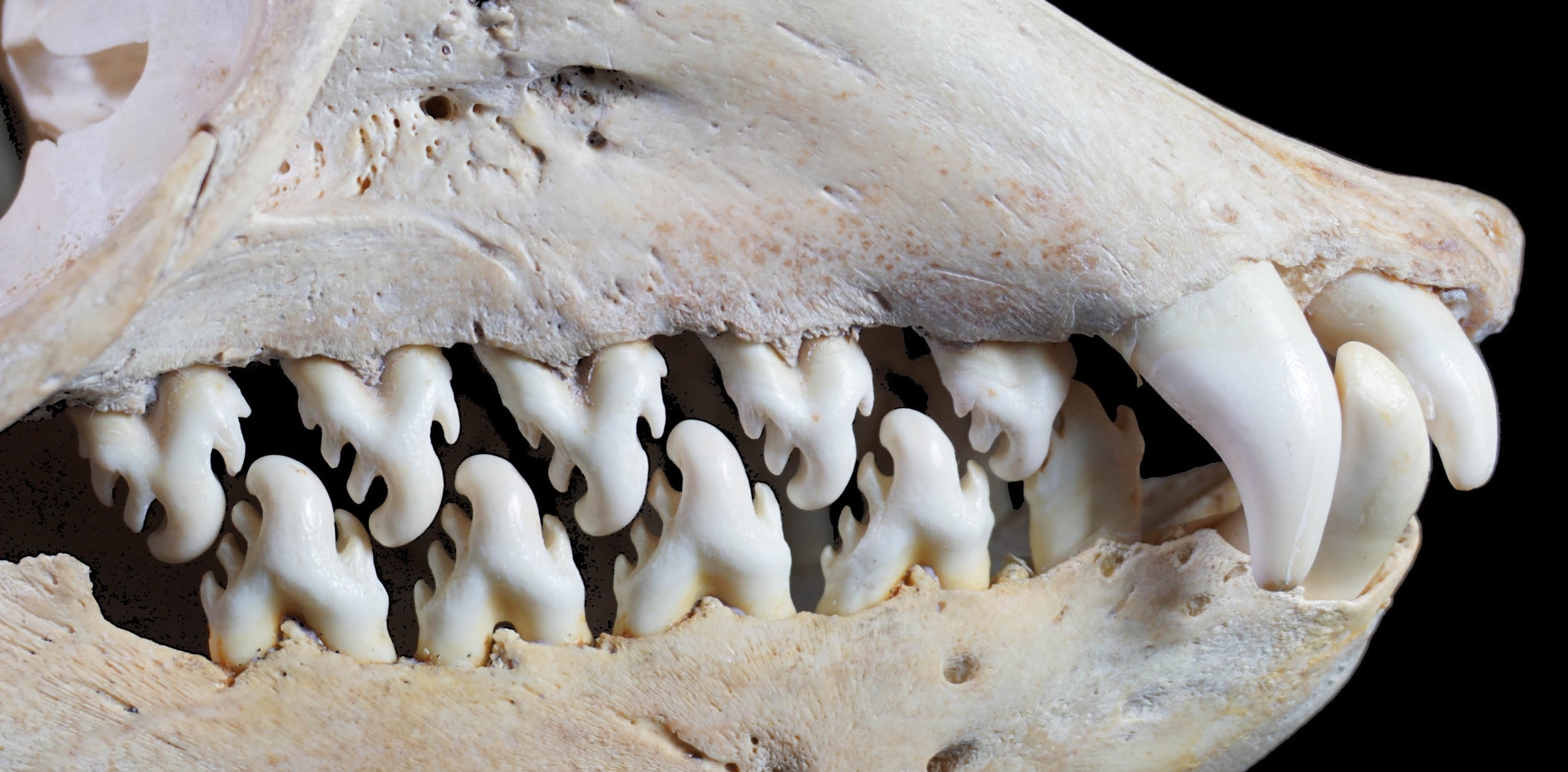 Пасть разбор. Фестончатые зубы тюленя. Челюсть тюленя-крабоеда. Тюлень крабоед Lobodon carcinophagus.