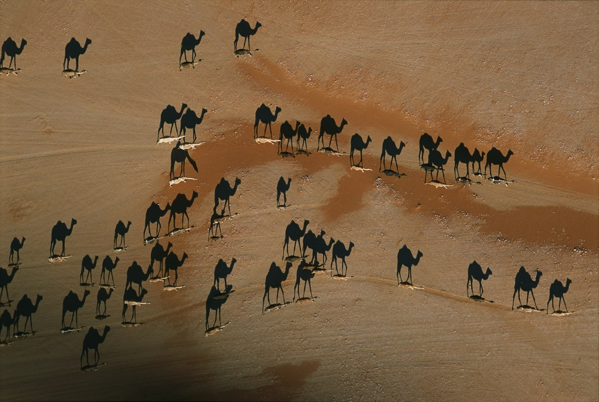 random pic camels from above