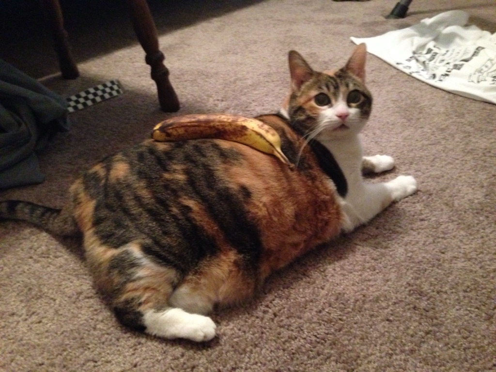 random pic fat cat banana