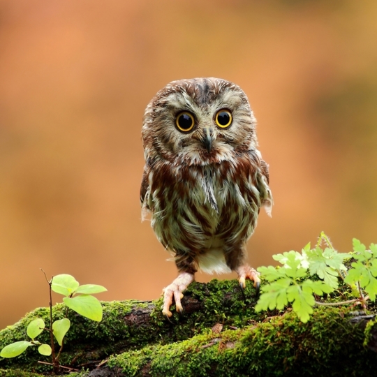 random pic cute owl baby