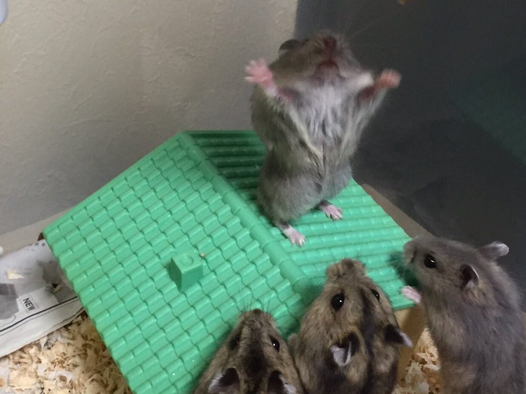 Photoshop Contest - Hamster preaching to the masses.