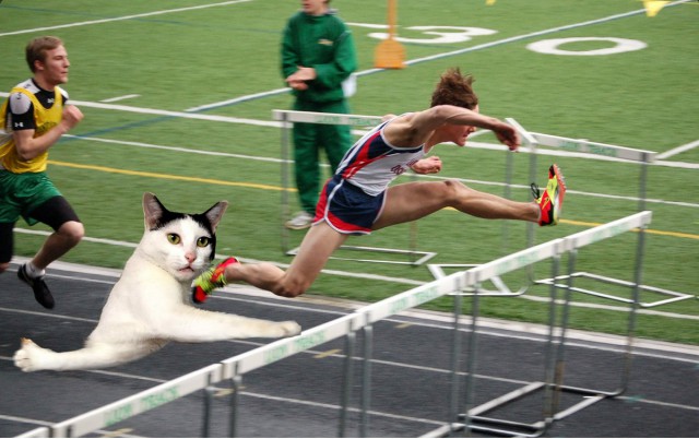 cat hurdles