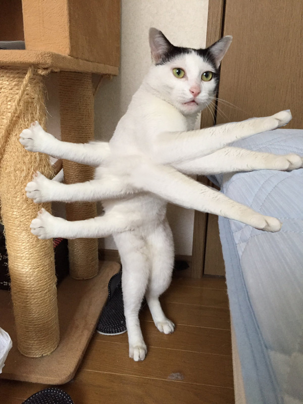 cats with arms
