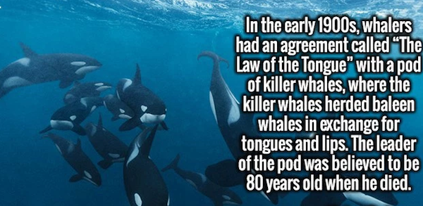 fascism - In the early 1900s, whalers had an agreement called The Law of the Tongue" with a pod of killer whales, where the killer whales herded baleen whales in exchange for tongues and lips. The leader of the pod was believed to be 80 years old when he 