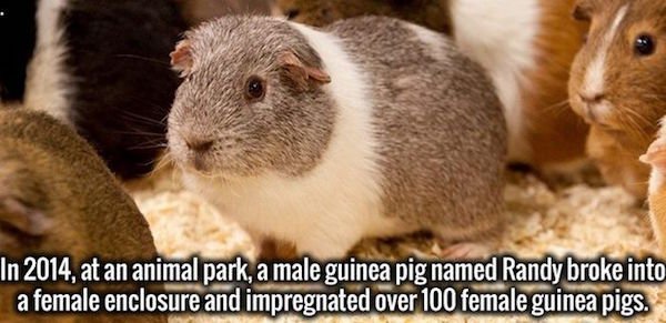 guinea pig father of 400 - In 2014, at an animal park, a male guinea pig named Randy broke into a female enclosure and impregnated over 100 female guinea pigs.