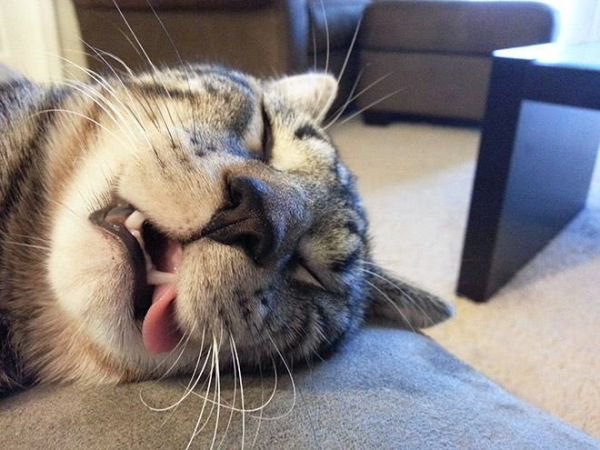 These cats forgot how to sleep (20 Photos)