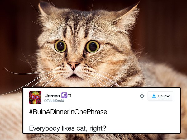 tweet - 4k cats - James Tetris Droid a Everybody cat, right?