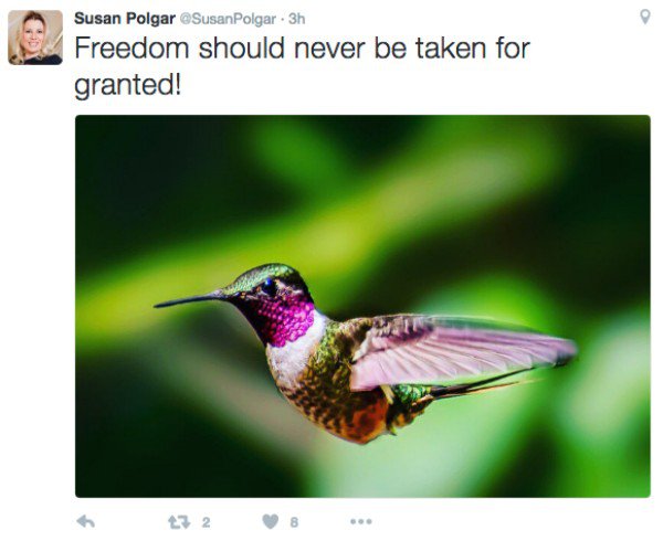 Polgar is on the defense now, it appears. She posted this photo of a hummingbird her Twitter a few hours ago, “Freedom should never be taken for granted!” Based on the fact that few liked or shared the tweet, I think people saw through the obvious attempt at back-peddling.