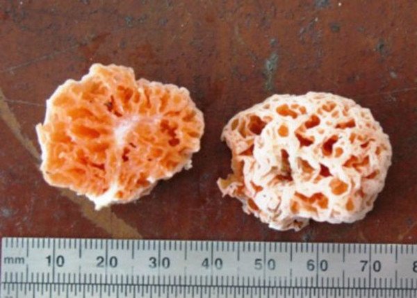A fungi discovered back in 2011 was named Spongiforma squarepantsii, in honor of our favorite pants-wearing sponge.