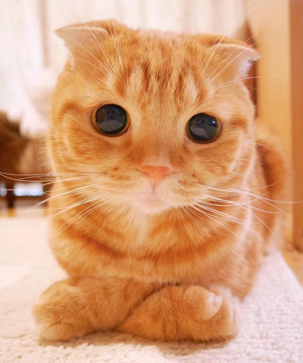 Top 25 most beautiful cats of 2016
