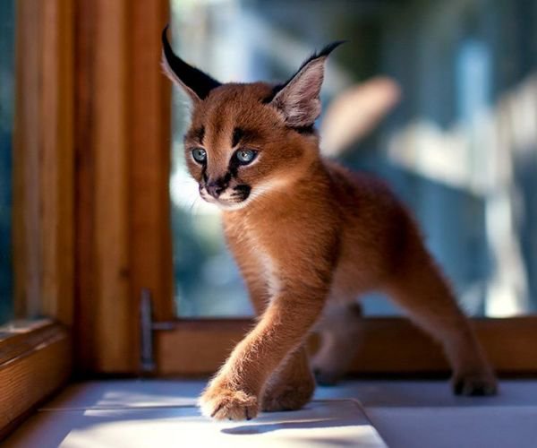 Top 25 most beautiful cats of 2016