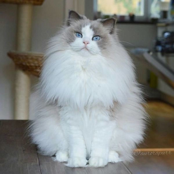 Top 25 most beautiful cats of 2016 - Feels Gallery