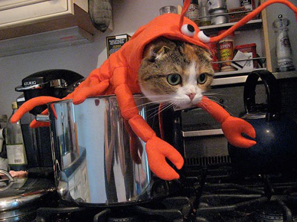 lobster cat