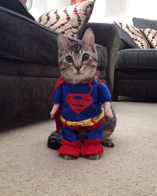 cats dressed up as superheroes -