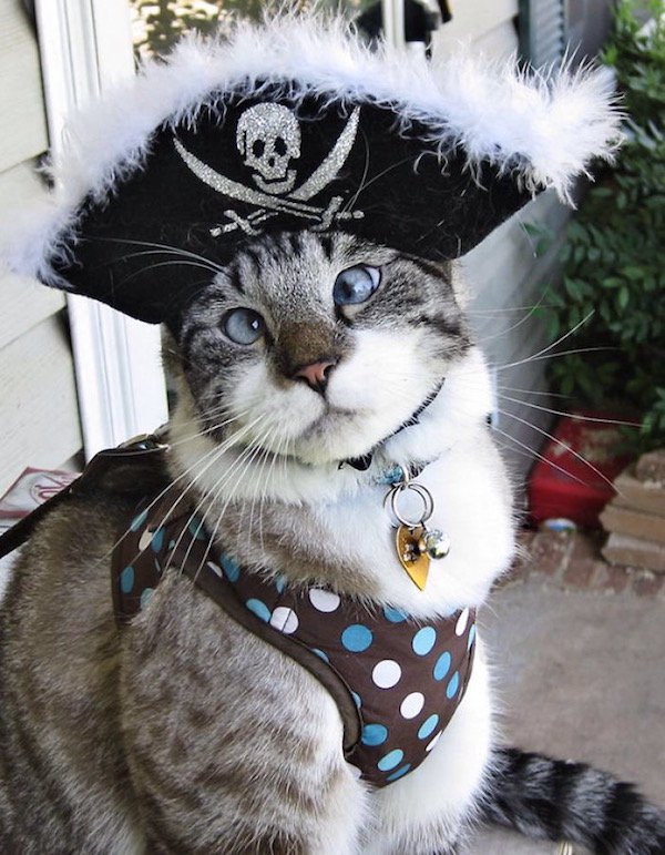 gato pirata