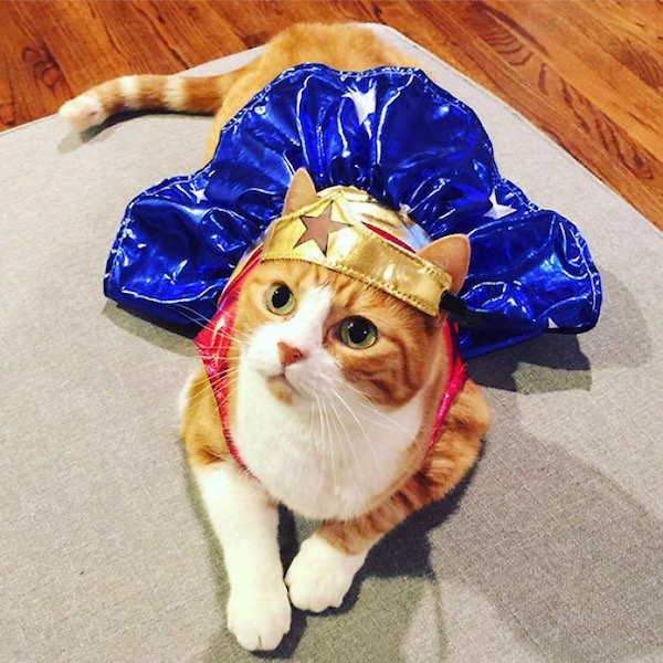 These cat’s Halloween costumes are totally killer (24 Photos)