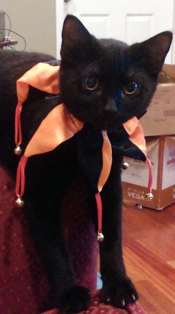 halloween cute cat - Vega